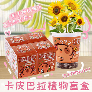 Creative Surprise Series Plant Blind Box Potted Wholesale Kindergarten Gift Indoor Planting Observation Green Plant Small Potted Plant