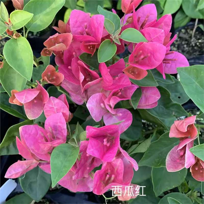 9.9 Flores frecuentes variedades de ciruela triangular en maceta jardín de plántulas es bueno para alimentar las plantas de vid de flores image 49