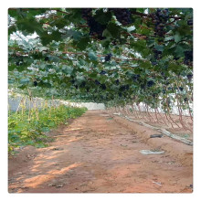 ɽ�|ؐ�_��ľ������ 1���������� �a�����ĺ�������