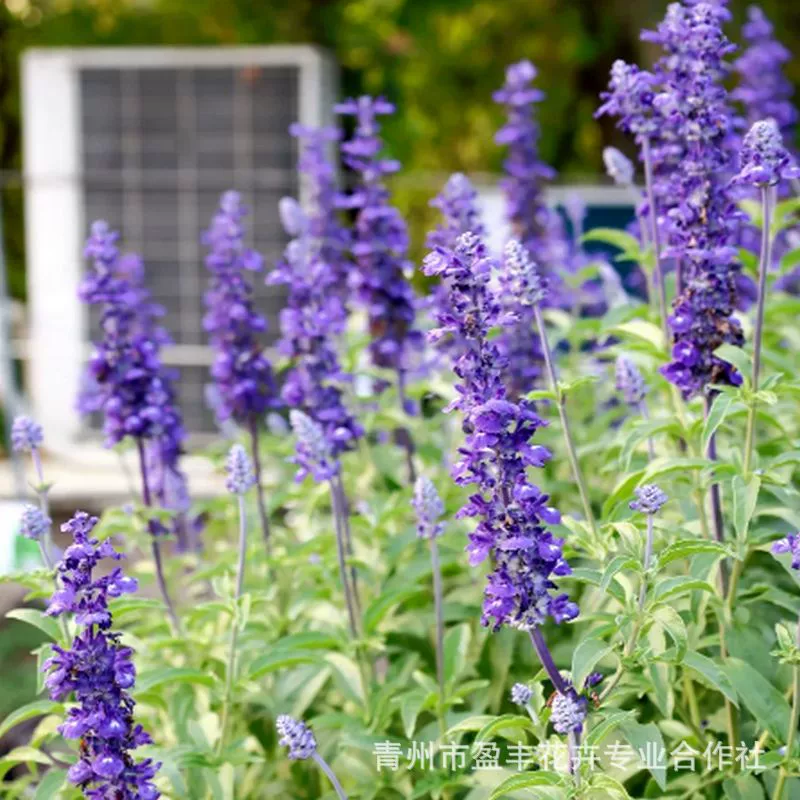 Многолетние рассада шалфея Цинчжоу, цветочный горшок с шалфеем, цветочный пояс, ландшафтная трава, основа для цветов, оптовая продажа шалфея