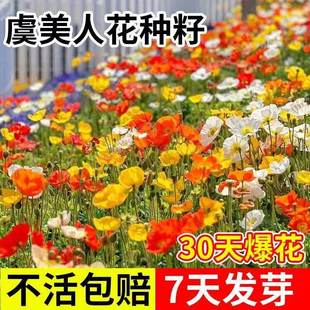 �����˻��N��ɫ���u�����˷N���̨ͥԺ���N�����ļ����N��Ҋ����