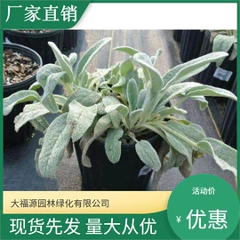 其他园林植物;水生植物;灌木