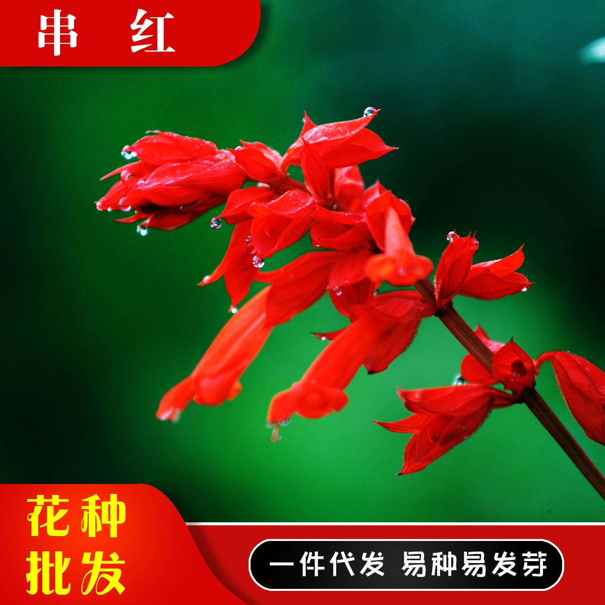 一串蓝花种子花籽易播种庭院公园绿化花园一串红野花工程鼠尾草