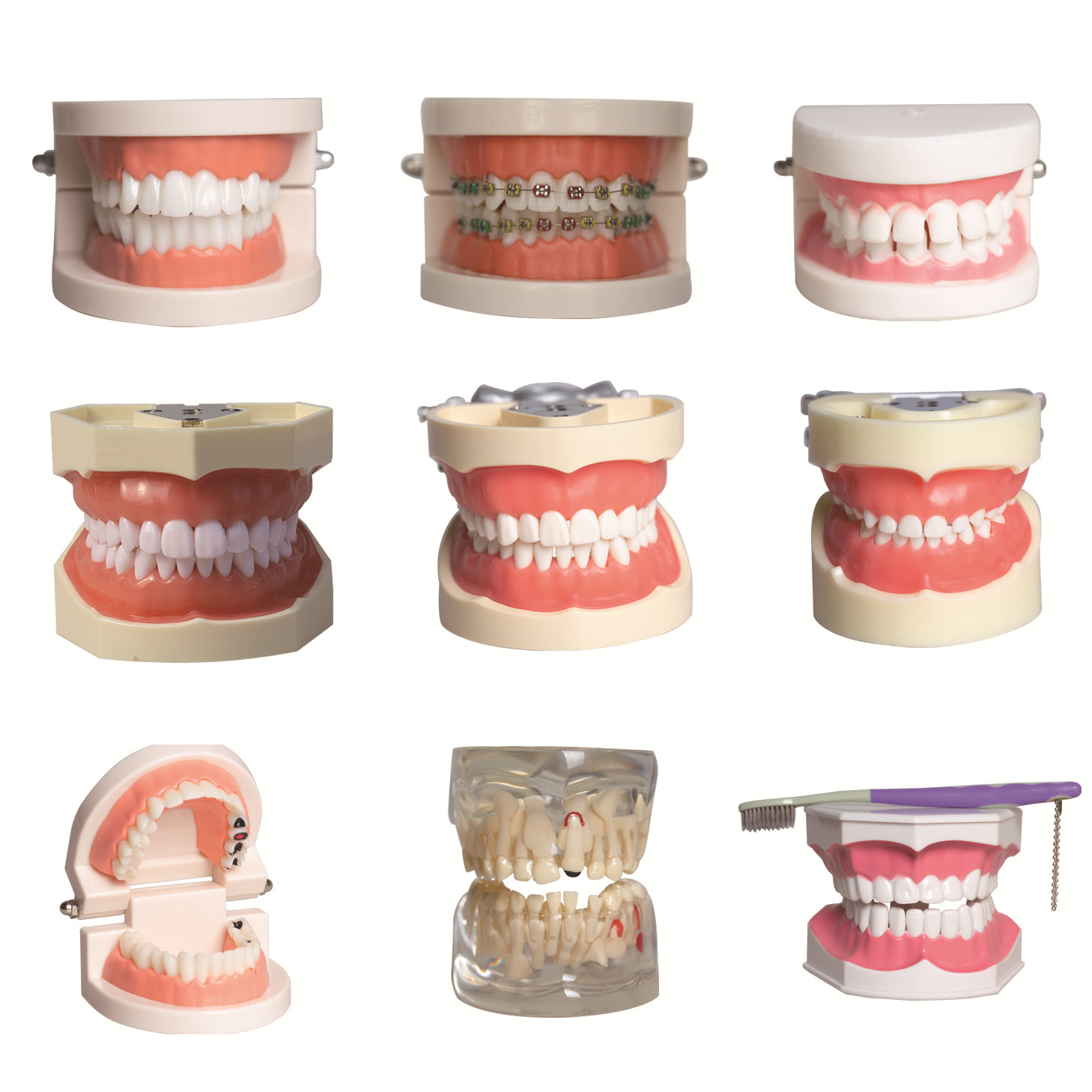 Modelo dental molde modelo dental modelo de enseñanza dental removible dentadura oral cepillado Preparación del diente modelo resina