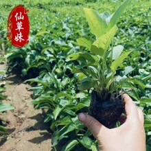 �󻨽��u�ջ�����ľ �������Խ��u����ľ�G�����^�����쾰���@��