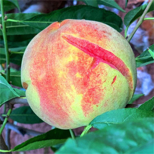 ���Ҙ�������Ҙ�������27̖���ҳ�����33-20�S���Ϸ�ͥԺ�Nֲ