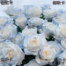 鲜花玫瑰花批发顺风碎冰蓝玫瑰云南直发花束水养真花