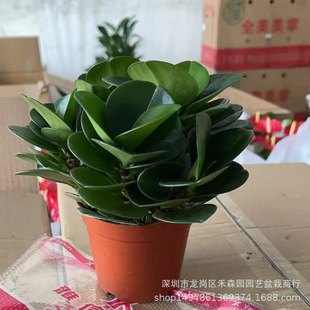 ���񽷲ݶ���G110#С�����k���҃�������Bˮ��Gֲ����������l