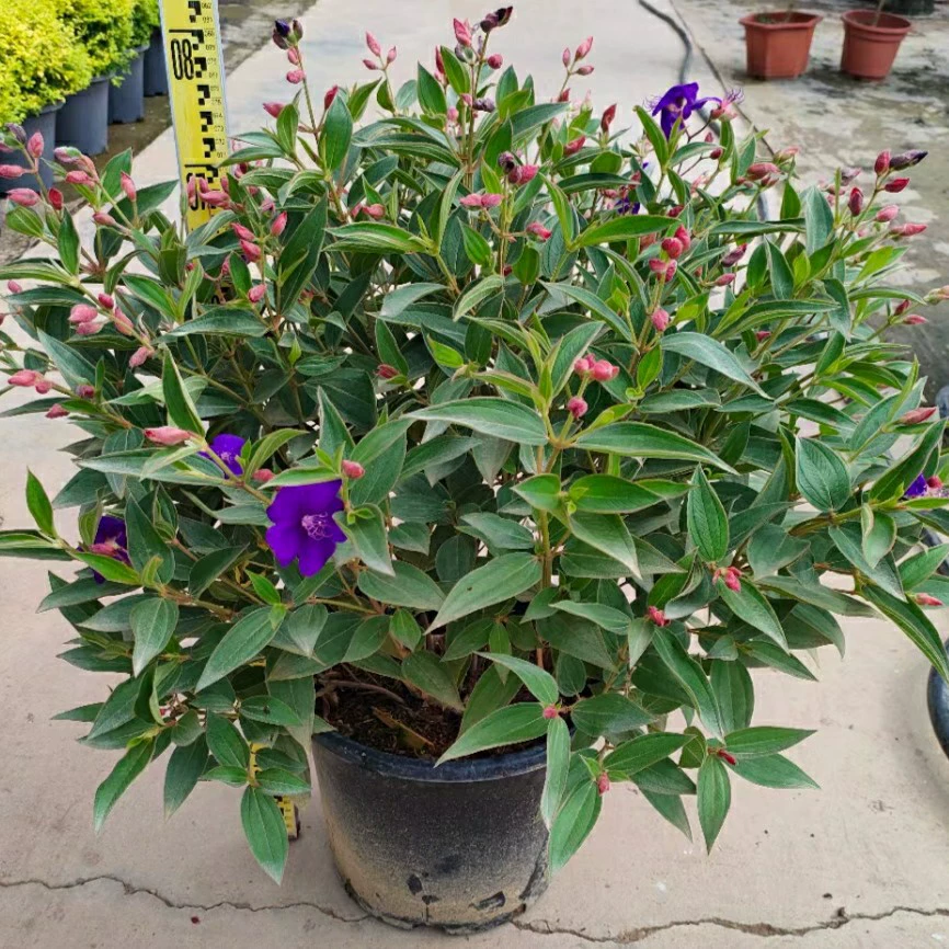 2401 цветочная и деревянная база снабжения пион шар 60-100 см вечнозеленый кустарник мяч сад двор фиолетовый цветок