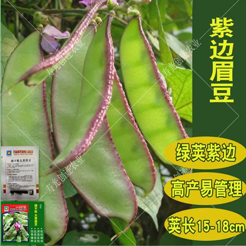 Широкие плоские семена фасоли для бровей весна осень и зима плоские семена зеленой фасоли без глютена семена чечевицы Виноградные семена овощных бобов