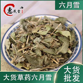 （六月雪）别名.满天星白马骨碎叶冬青批发大货量大 农产品初加工