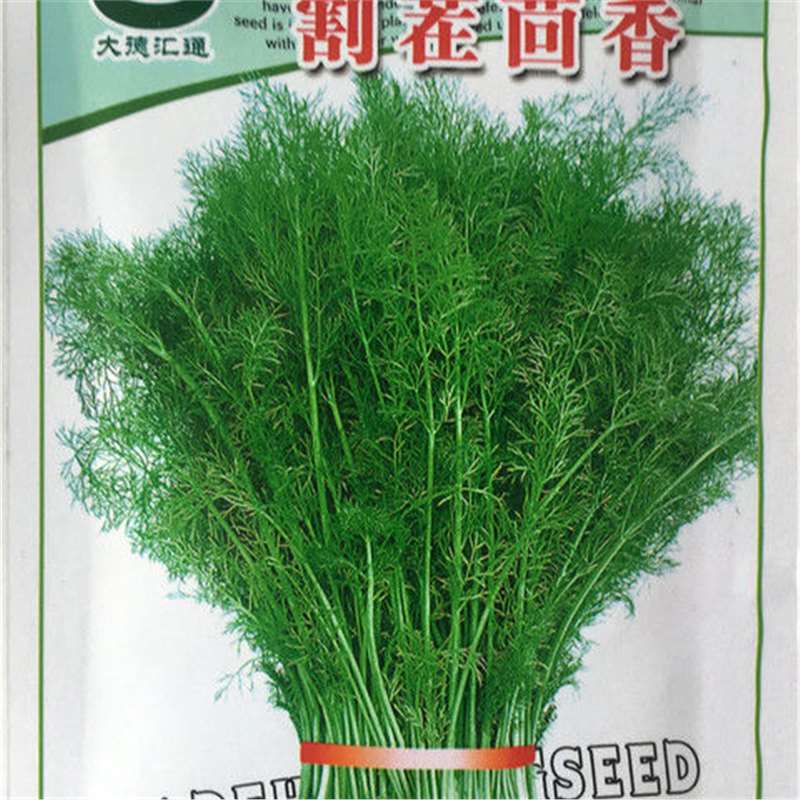 割茬茴香种子 四季小茴香 可割多茬茴香 包水饺包子美味蔬菜种子