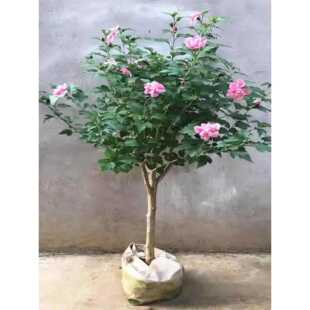 һ�����lʳ���ذ�ľ�Ȼ���t��ľ�Ș����̨ͥԺ�G����ľ��������