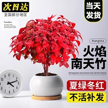 火焰南天竹盆栽植物书房阳台客厅小绿植桌面盆景好养易活创意摆件