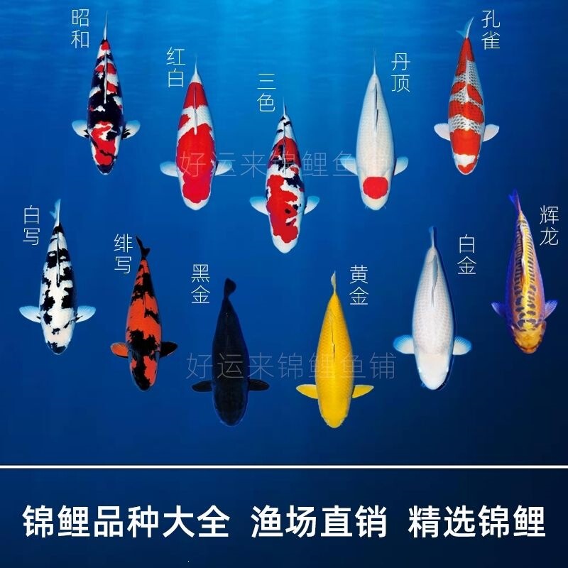 Premium Live Koi Fish, Japanese Purebred Red and White Three-Color Gold Fortune-Attracting Ornamental Fish for Park and Garden Ponds Premium Live Koi Fish, Japanese Purebred Red and White Three-Color Gold Fortune-Attracting Ornamental Fish for Park and Garden Ponds