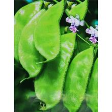 ����Gü���i����ⶹ�N�ӷN���Ϸ��ļ�����÷����÷���ݼܶ��˶�