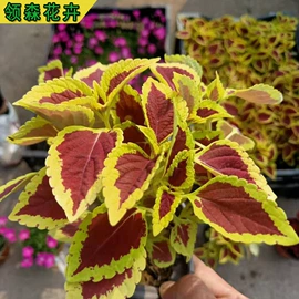 宿根花卉;一二年生花卉;灌木