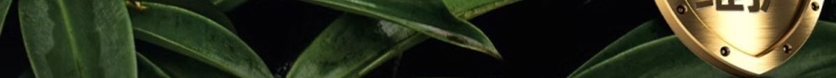 Air Compressor Pump Small 220V Oil-Free Low-Noise Industrial-Grade Woodworking High-Pressure Cross-Border