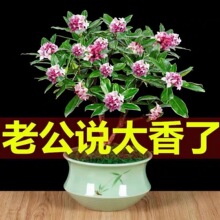 金边瑞香耐寒花卉观花室内带花浓香型观花盆栽四季盆景包邮植物