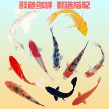 锦鲤观赏鱼金鱼活鱼锦鲤活鱼草金鱼冷水鱼淡水观赏鱼练手鱼好养