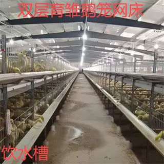 全国定制设计安装立式双层自动清粪 育雏鹅笼网床