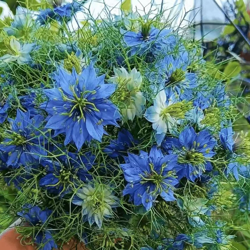 Venta al por mayor de semillas de flores y plantas eustoma malvarrosa peonía cobre dinero hierba margarita rosa sol peonía flor combinación de flores