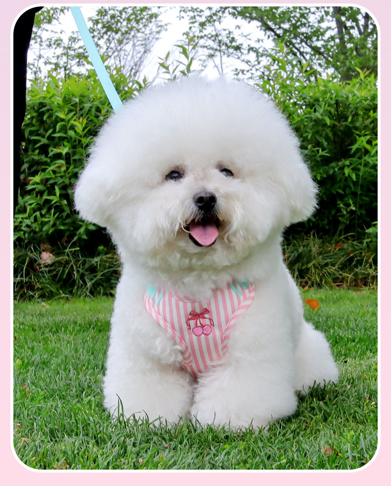 Pet Harness And Leash Set For Medium And Small Dogs Anti Escape_voghion.com
