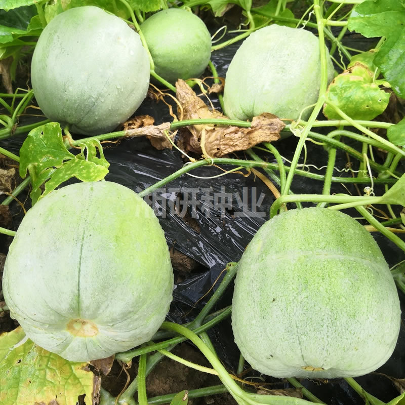 湘甜博脆湘研绿皮绿肉含糖量高早熟薄皮甜瓜苹果瓜蔬菜种子