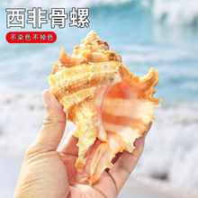 ��Ȼؐ�������ǹ��� �L���ݶ��⻨���~���쾰��ؐ�~�ľ�з��Q��