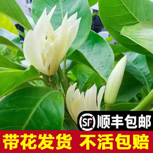 ���m�����m���绨��ֲ���҃�ͥԺ�Gֲ�׻�����ļ��_�S���m����