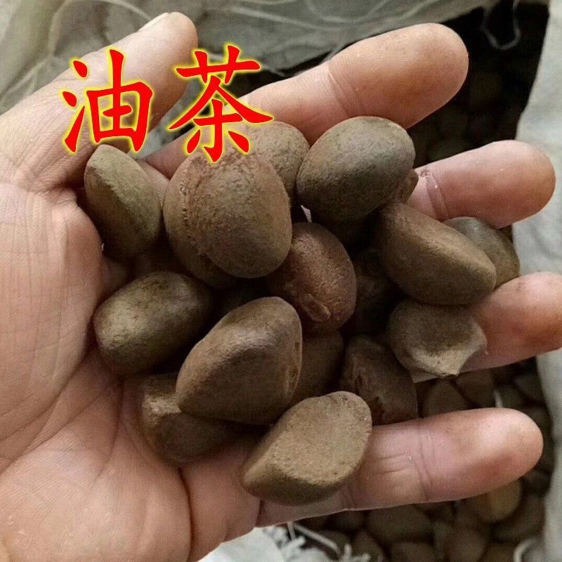 当年大果红花油茶种子 白花油茶 油茶籽 高产杂交油茶树 油料