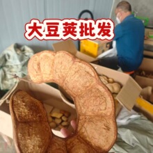 云南过江龙榼藤豆荚手作DIY丑萌可爱送闺蜜朋友豆荚材料批发