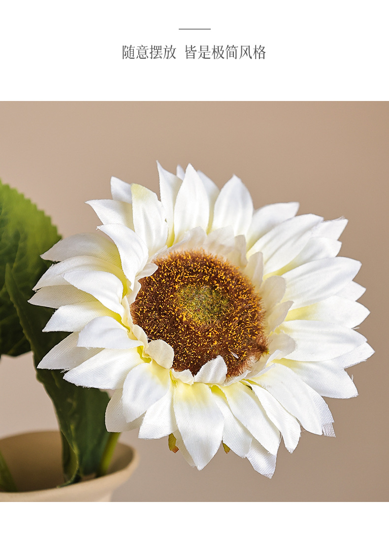 美美单枝向日葵_09.jpg
