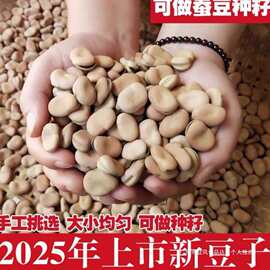 2024新货干蚕豆 新鲜散装蚕豆5斤罗汉豆胡豆可做种籽炸生蚕豆种