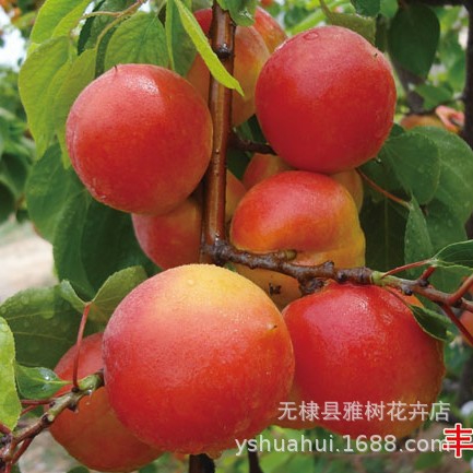 嫁接丰园红杏树苗杏子树苗 丰园77杏红杏苗当年结果南方北方种植