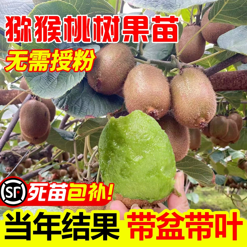 Саженцы киви Xu Xiang Cui Xiang, мужские и женские растения, одинаковые по характеристикам, для посадки на севере и юге, горшечные саженцы киви.