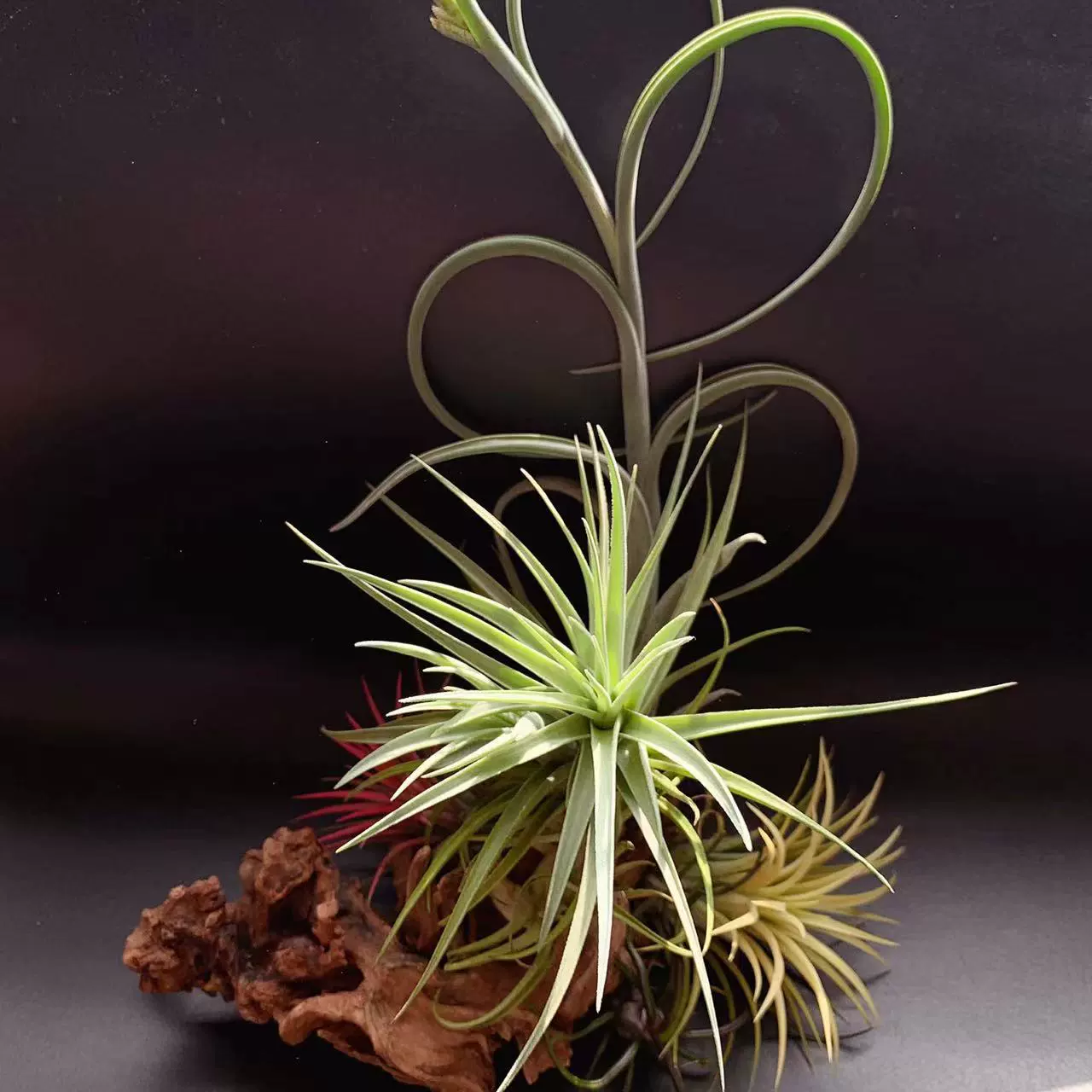 Рена Минна-Т.леонамиана редкий сорт воздушной ананасовой орхидеи ленивое зеленое растение