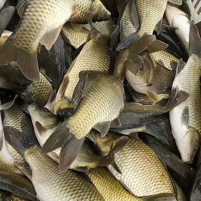 Catfish fry Zhongke No. 5 Cat Fry Forl Engineering Catfish Flower Fresh Aquaid Edible Catfish Fry