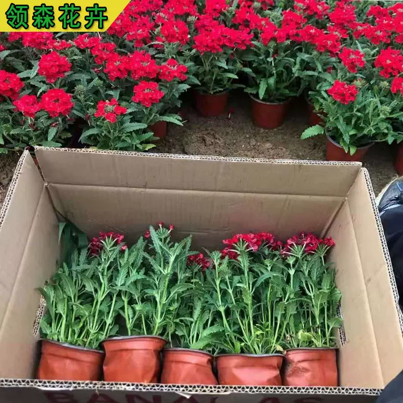 景观工程杯苗美女樱批发 细叶美女樱杯苗 宿根花卉大盆美女樱