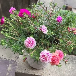 ̫ꖻ���ɫ�ذ���������ĵ�����m�����̨ͥԺ����ֲ���̫ꖻ�