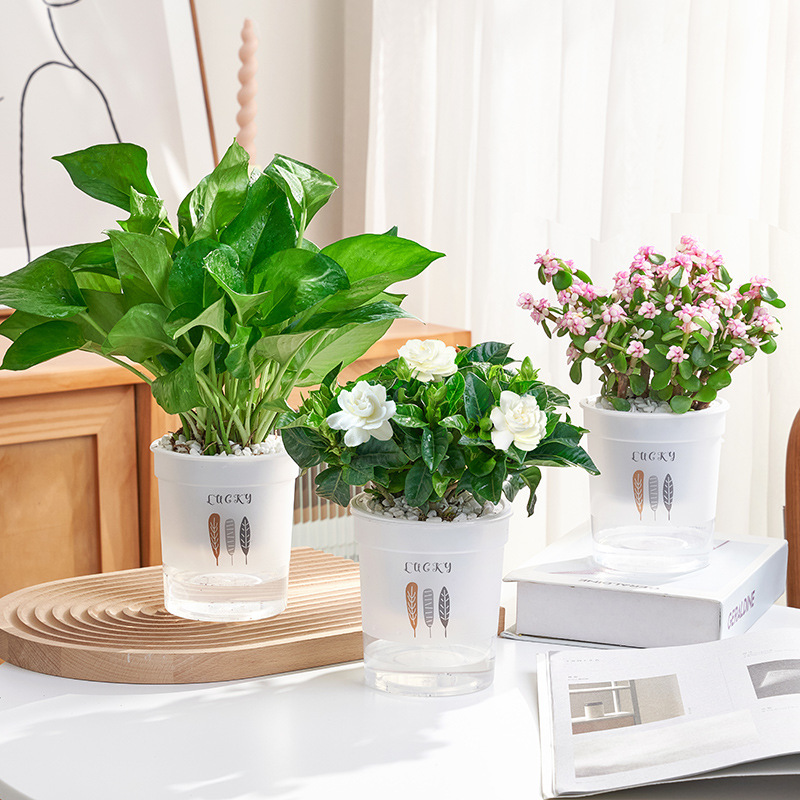 포토스 + 치자나무 + 황금가지와 옥잎(삼엽흡수대) + 영양액