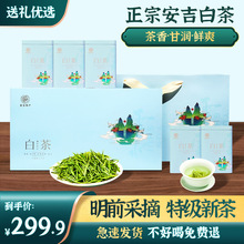 2024年新茶源产地安吉白茶叶 明前小芽特级白茶礼盒装250g绿茶
