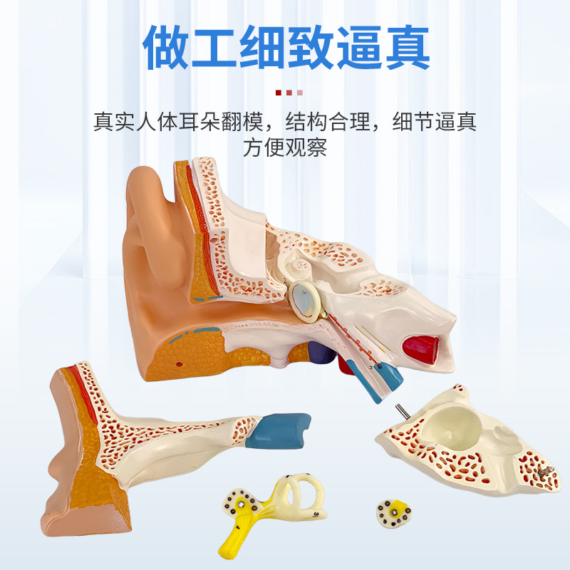 ��ѧ�����������Ŵ�ģ�Ͷ����������ڶ�������ϵͳ���乹��ҽѧ