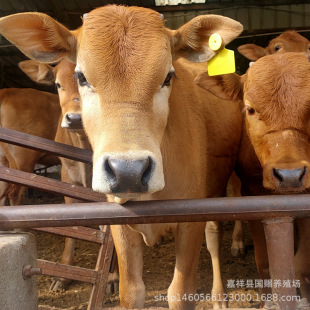 ɽ�|�Bֳ�����l�Sţ ��ţ�كr�� �����Sţ 8���·Nţ����һ�^