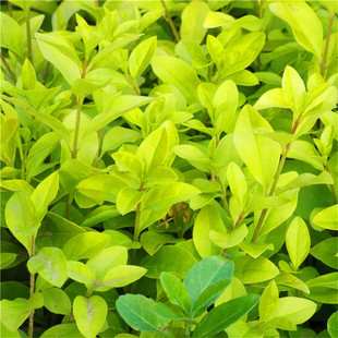 �������l���̾G������ľ���~Ůؑ�����ͺ�