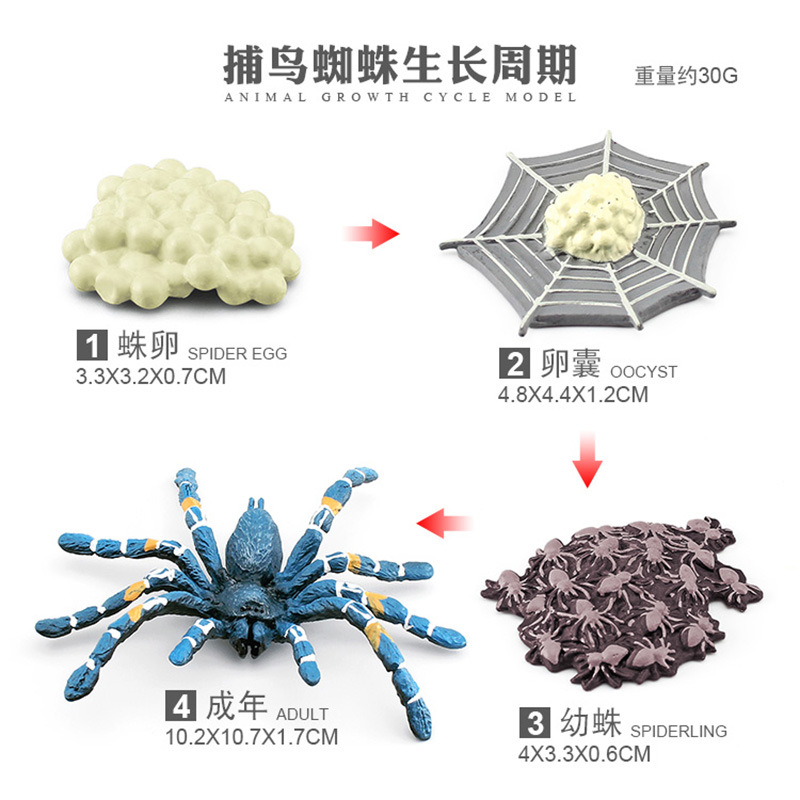 Ciclo de crecimiento de la araña 30g PL127-2444
