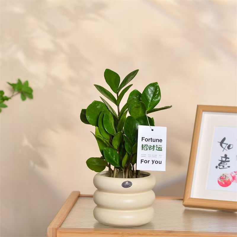 Fortune-Attracting Plant Money Tree Potted Plant Indoor Decoration Air Purifying Aldehyde Remover Easy-To-Care Bonsai