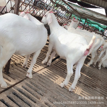 美国杂交大白羊养殖场批发 自家养殖肉羊苗 白山羊肉羊