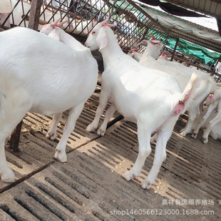 �����s��������Bֳ�����l �Լ��Bֳ������ ��ɽ������