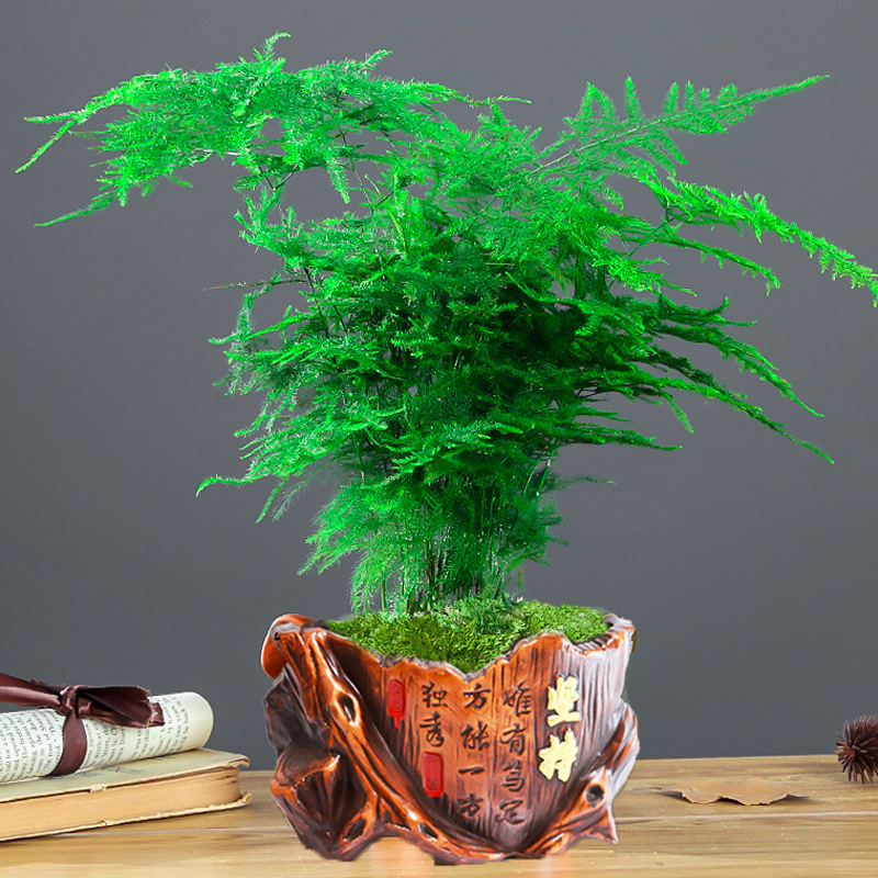 세라믹 화분에 고집 [중화분 아스파라거스] 뿌리 파우더 포함